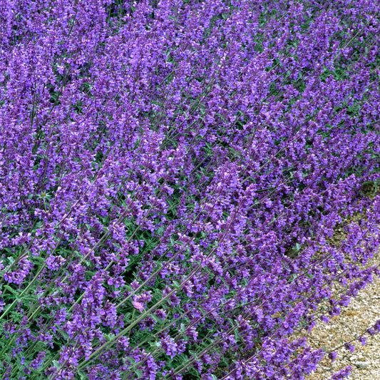 Nepeta 'Walker's Low'