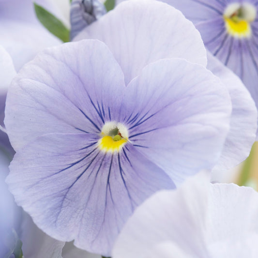 Pansy Azure Blue Bedding Plants