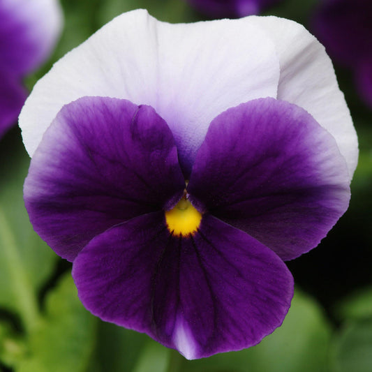 Pansy Beaconsfield Bedding Plants