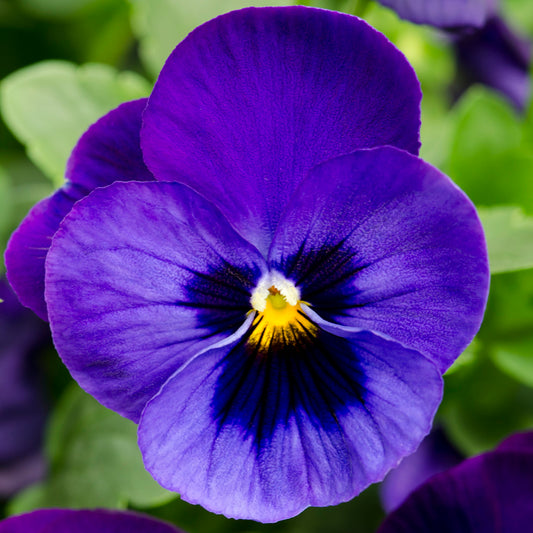 Viola Blue Blotch Bedding Plants