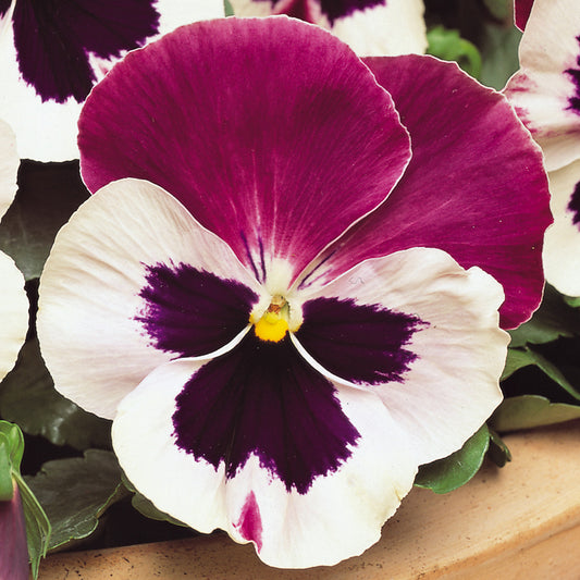 Pansy Cassis Bedding Plants