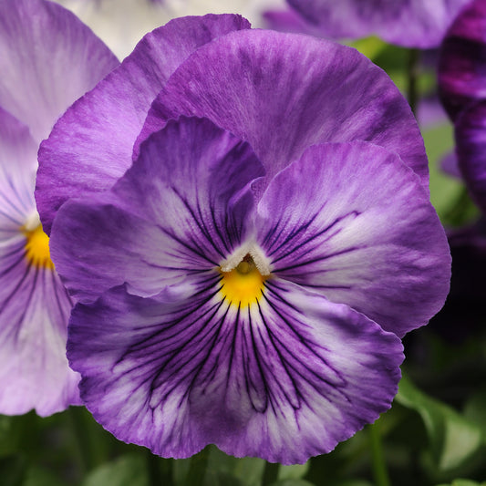 Pansy Lavender Bedding Plants