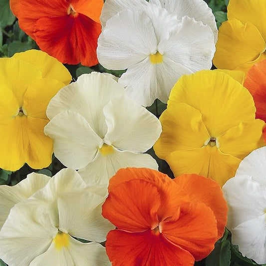 Pansy Citrus and Daffodil Mixed Bedding Plants