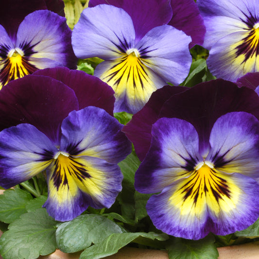 Pansy Midnight Glow Bedding Plants