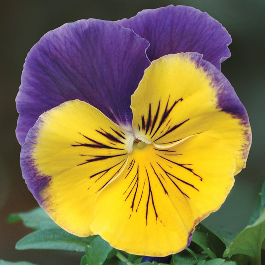 Pansy Morpheus Bedding Plants