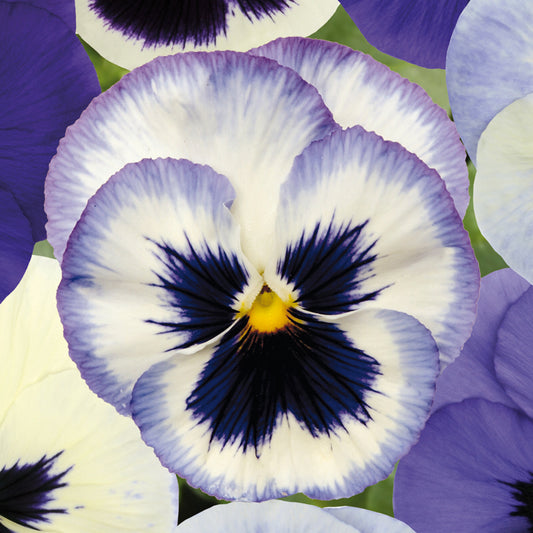 Pansy Ocean Breeze Bedding Plants