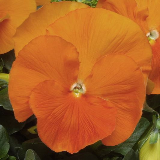 Pansy Orange Bedding Plants