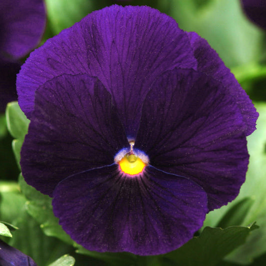 Pansy Purple Bedding Plants