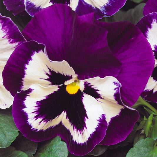 Purple and White Bedding Plants