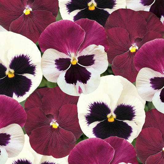 Pansy Raspberry Sundae Bedding Plants