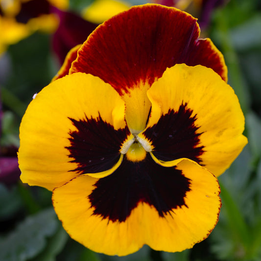 Pansy Red Wing Bedding Plants