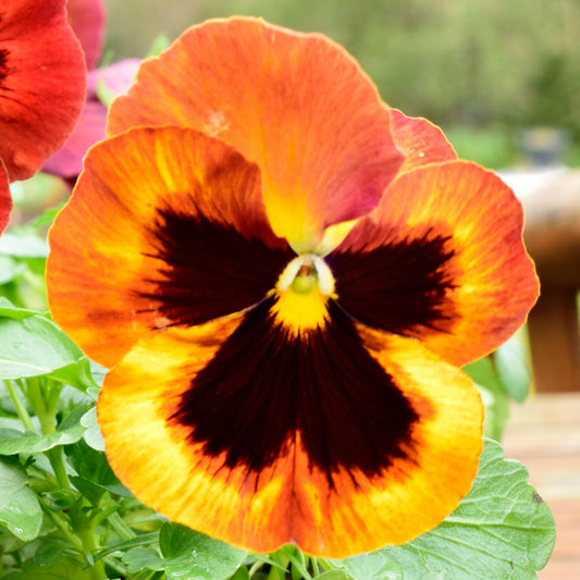 Pansy Solar Fire Bedding Plants