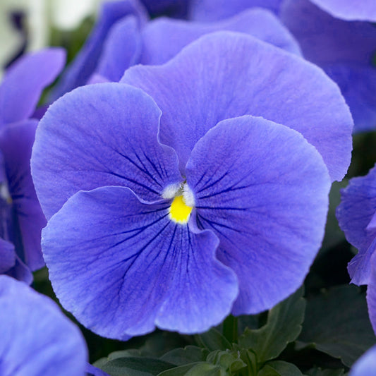 Pansy True Blue Bedding Plants