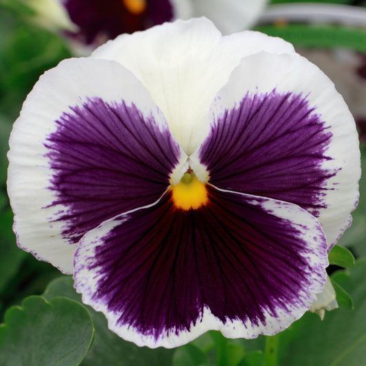 Pansy White Blotch Bedding Plants