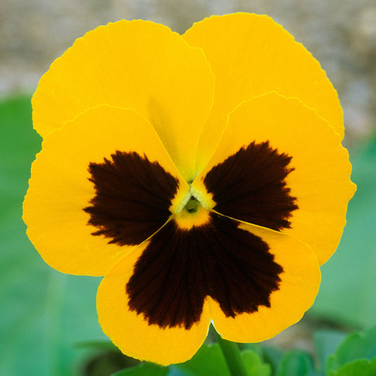 Pansy Yellow Blotch Bedding Plants