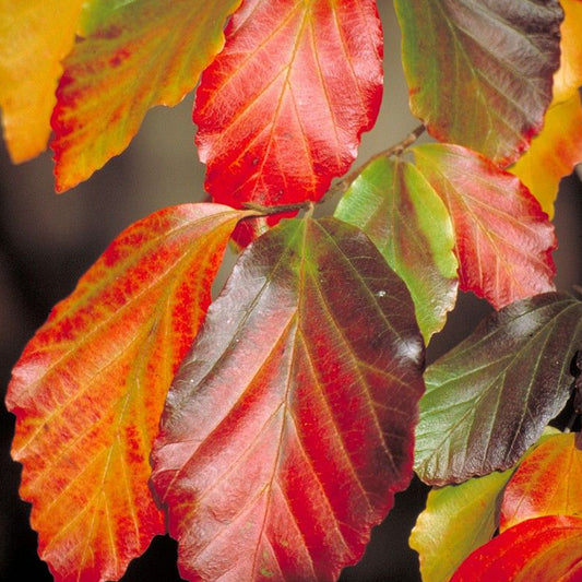 Parrotia persica