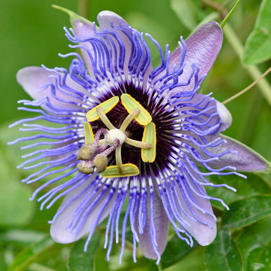 Passiflora 'Amethyst'