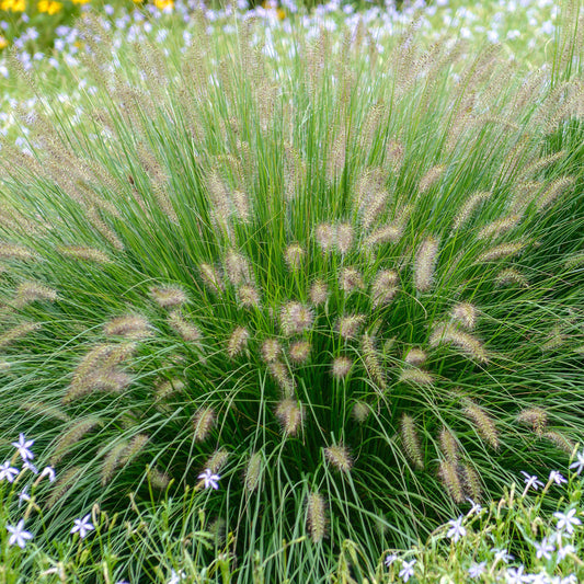 Pennisetum 'Hameln Gold'