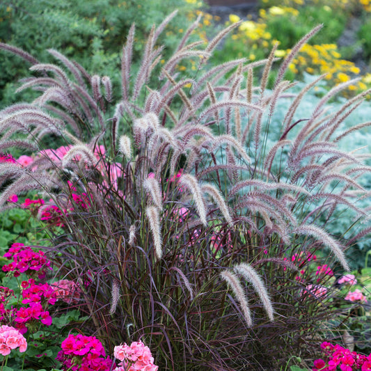 Pennisetum 'Rubrum'