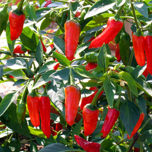 Chilli Pepper 'Apache'