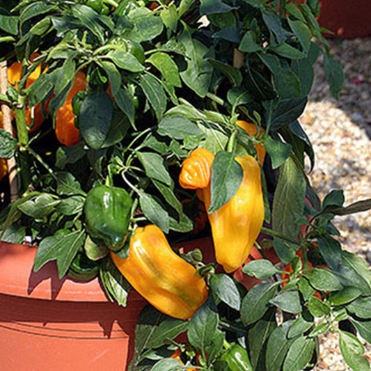 Pepper 'Mohawk Yellow'