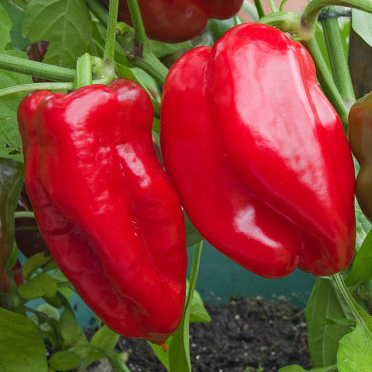 Pepper 'Sweet Redskin'