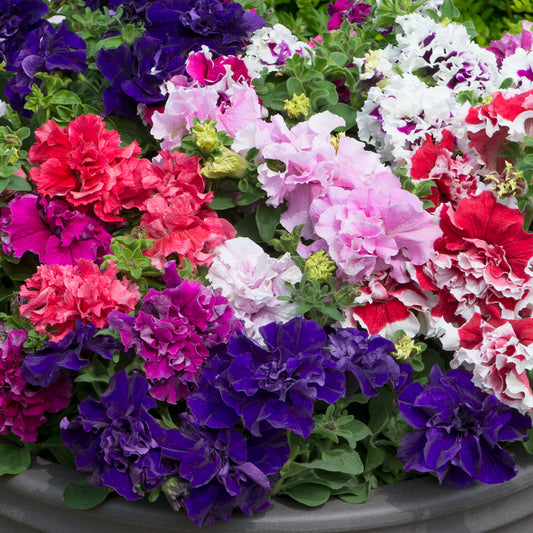 Petunia F1 Double Pirouette Mixed Bedding Plants