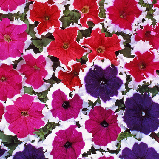 Petunia F1 Express Ice Mixed Bedding Plants