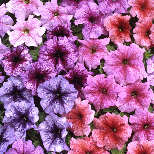 Petunia F1 Express Veined Mixed Bedding Plants