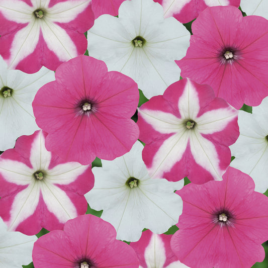 Petunia F1 Frenzy Candyfloss Mixed Bedding Plants