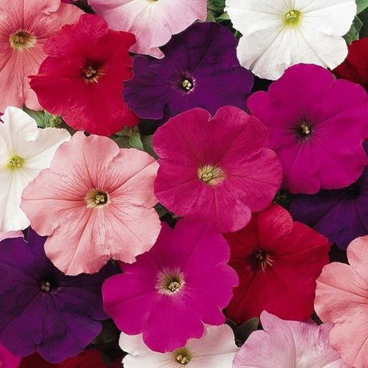 Petunia F1 Frenzy Select Mixed Bedding Plants