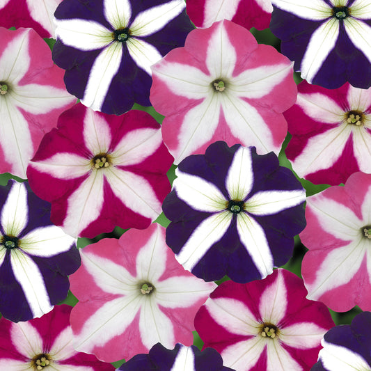 Petunia F1 Frenzy Star Mixed Bedding Plants