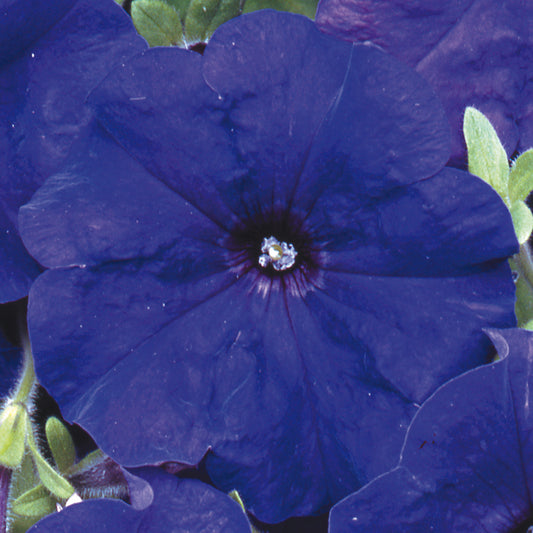 Petunia F1 Frenzy Blue Bedding Plants