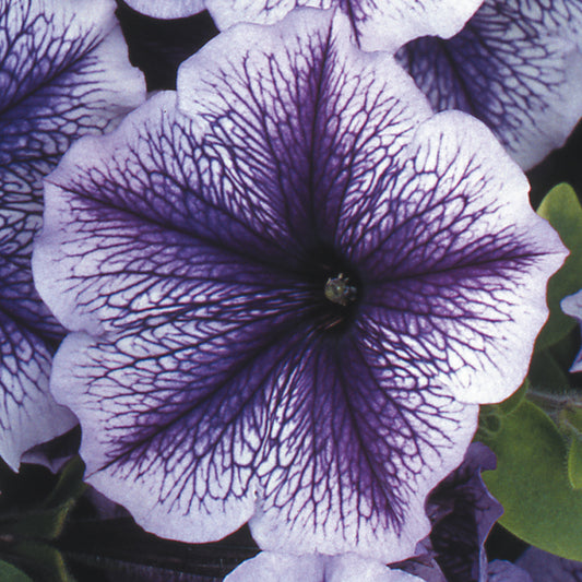 Petunia F1 Frenzy Blue Vein Bedding Plants