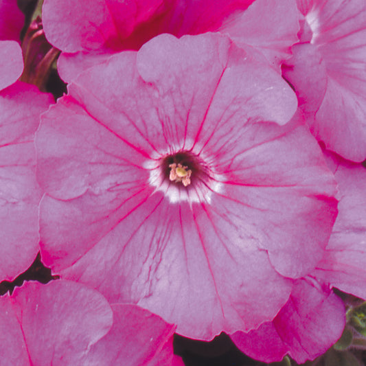 Petunia F1 Frenzy Pink Bedding Plants