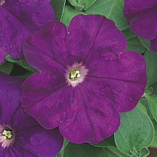 Petunia F1 Frenzy Purple Bedding Plants