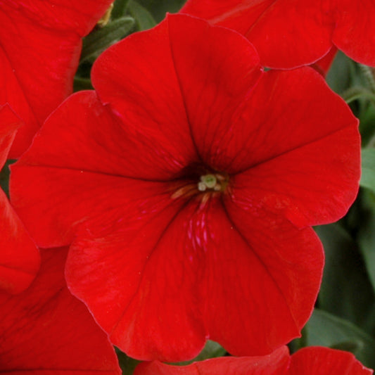 Petunia F1 Frenzy Red Bedding Plants