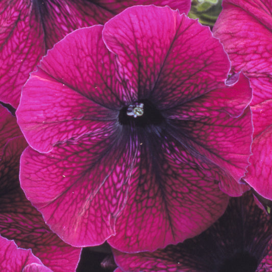 Petunia F1 Frenzy Velvet Bedding Plants