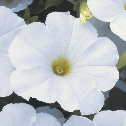 Petunia F1 Frenzy White Bedding Plants