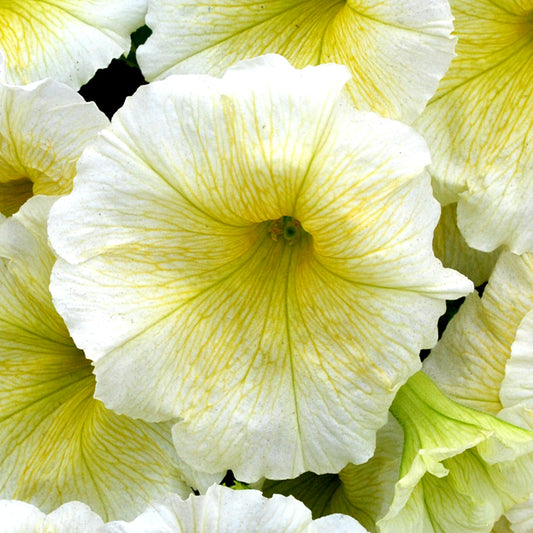 Petunia F1 Frenzy Yellow Bedding Plants