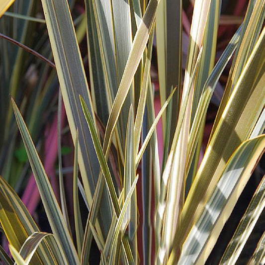 Phormium 'Brown Sugar'