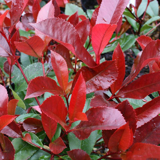 Photinia 'Red Robin'