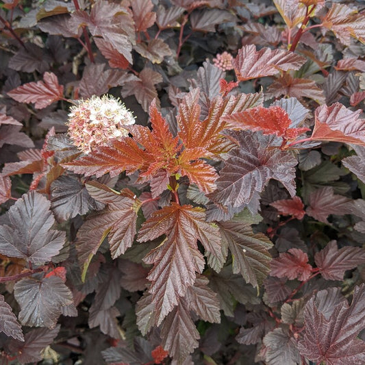 Physocarpus 'Brown Sugar'