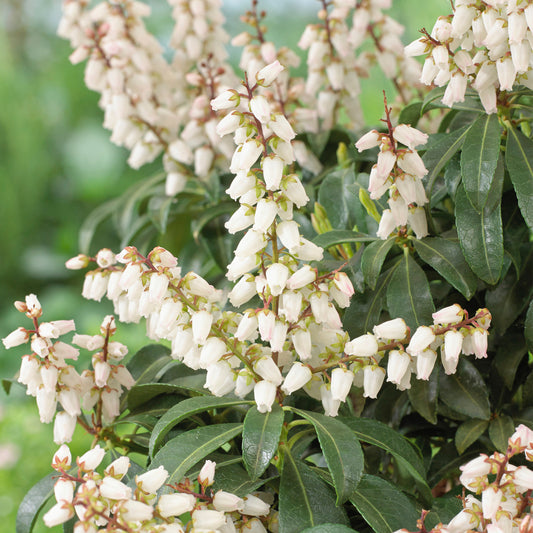 Pieris 'Bonfire'