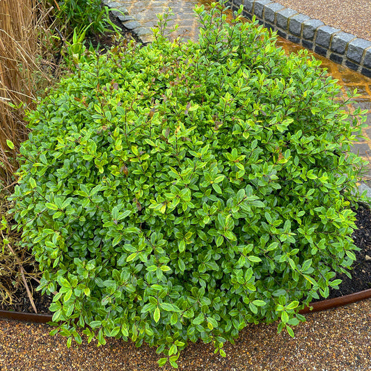 Pittosporum 'Midget'