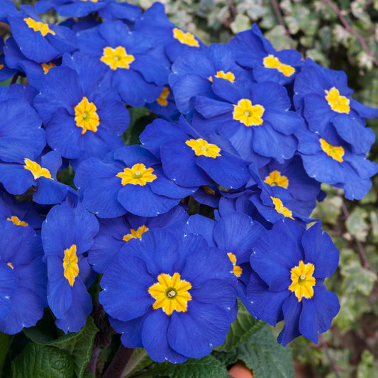 Polyanthus Blue Bedding Plants