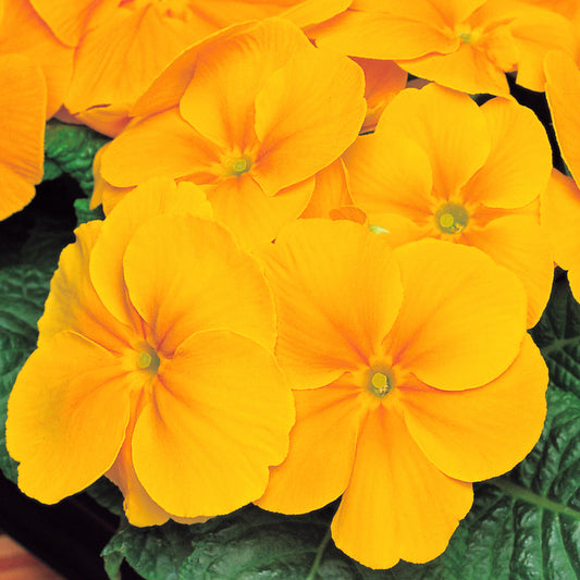 Polyanthus Orange Bedding Plants