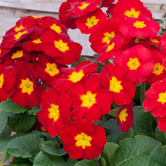 Polyanthus Red Bedding Plants