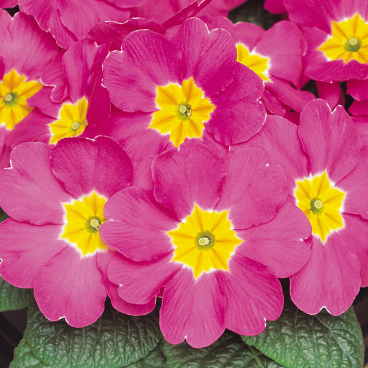 Polyanthus Rose Bedding Plants