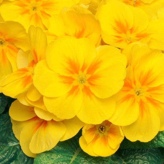 Polyanthus Yellow Bedding Plants